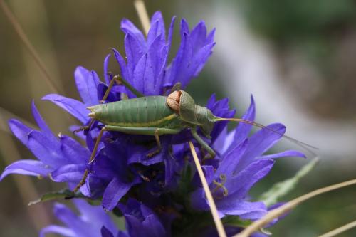 Réf. 238 387 : Ephippiger terrestris bormansi